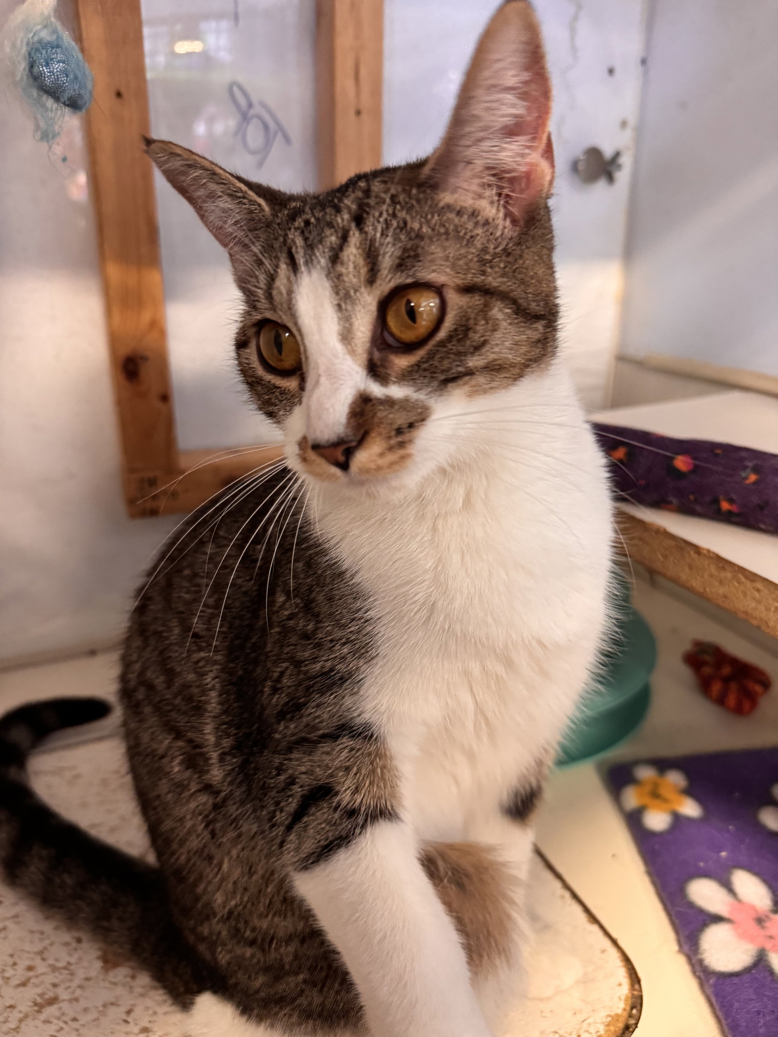 Gracie (bonded to Buster) Image