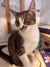 Gracie (bonded to Buster) - Photo 1