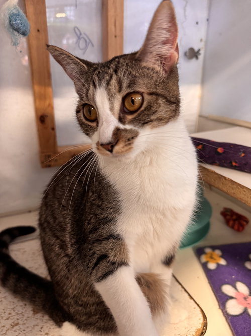 GRACIE (BONDED TO BUSTER) - Domestic Short Hair / Tabby available for adoption