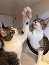 Gracie (bonded to Buster) - Photo 3