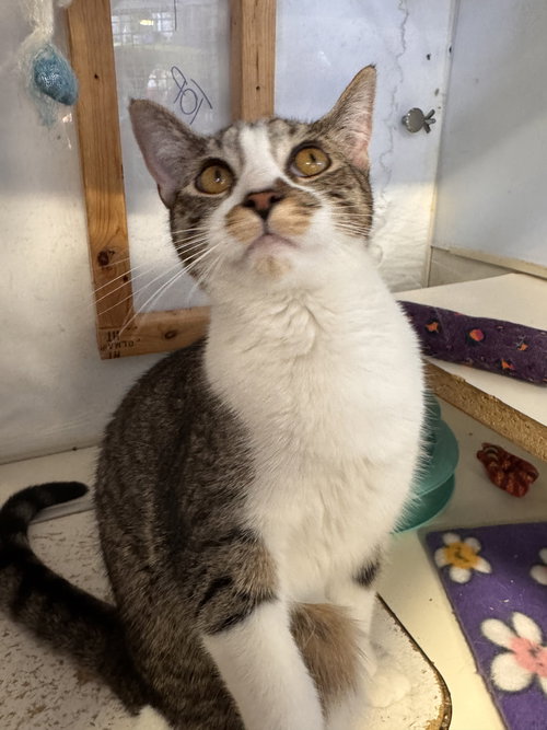 GRACIE (BONDED TO BUSTER) - Domestic Short Hair / Tabby available for adoption