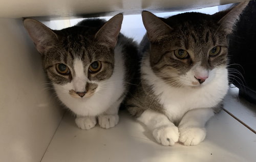 Buster (bonded to Gracie), Young Domestic Short Hair / Tabby / Mixed (short coat), cat for adoption in Lancaster, Ohio