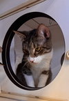 Buster (bonded to Gracie) - Photo 2