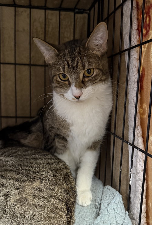 BUSTER (BONDED TO GRACIE) - Domestic Short Hair / Tabby available for adoption