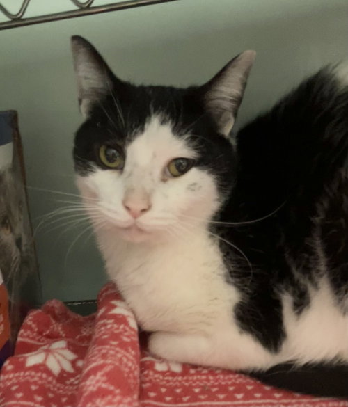 AVRI - Domestic Short Hair available for adoption