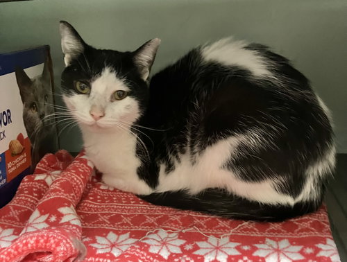 Avri, Adult Domestic Short Hair / Mixed (short coat), cat for adoption in Lancaster, Ohio