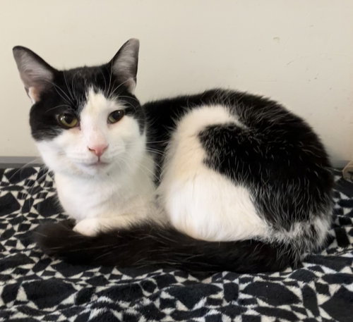 AVRI - Domestic Short Hair available for adoption