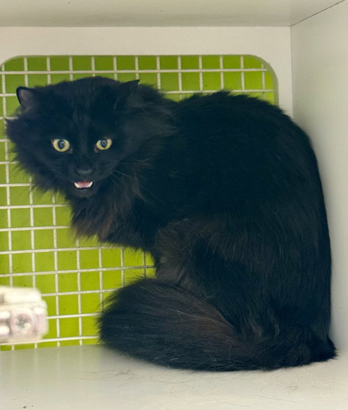 JOHNNY - Domestic Long Hair available for adoption