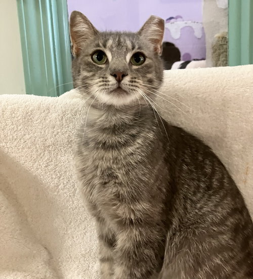 SAMUEL WHISKERS - Tabby / Domestic Short Hair available for adoption