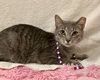 Samuel Whiskers - Photo 1