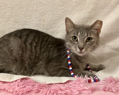 SAMUEL WHISKERS - Tabby / Domestic Short Hair available for adoption
