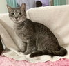 Samuel Whiskers - Photo 4