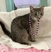 Samuel Whiskers - Photo 5