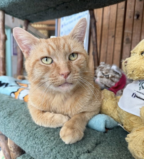 CHESTER - Tabby / Domestic Short Hair available for adoption
