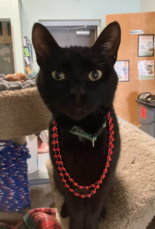 MAXWELL - Domestic Short Hair available for adoption
