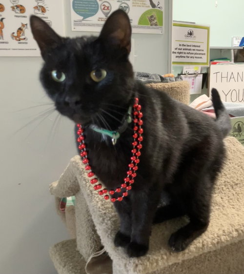 MAXWELL - Domestic Short Hair available for adoption