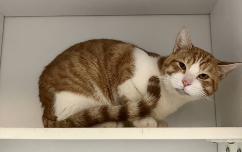 MEELO - Domestic Short Hair available for adoption