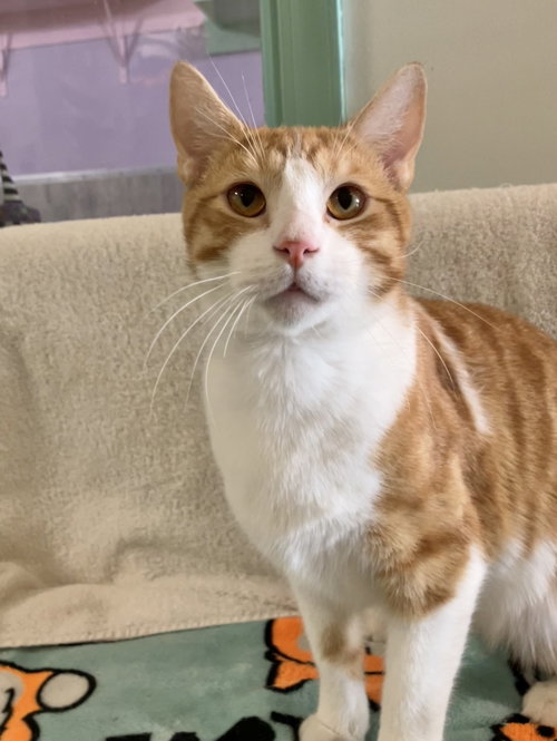 MEELO - Domestic Short Hair available for adoption