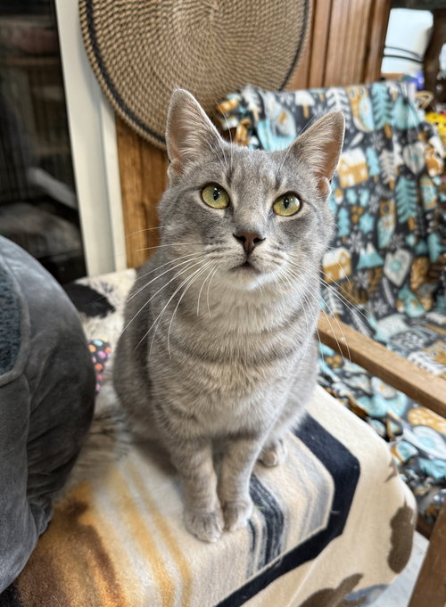 BUNNY - Domestic Short Hair available for adoption