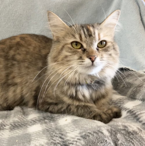 MELODY - Torbie / Domestic Long Hair available for adoption