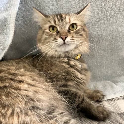 MELODY - Torbie / Domestic Long Hair available for adoption