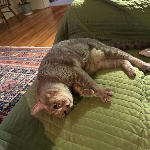 SOPHIE - Tabby / Domestic Short Hair available for adoption