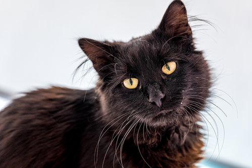 HUTCH (BONDED WITH STARSKY) - KBC - Domestic Long Hair available for adoption