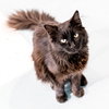 Hutch (bonded with Starsky) - KBC - Photo 2