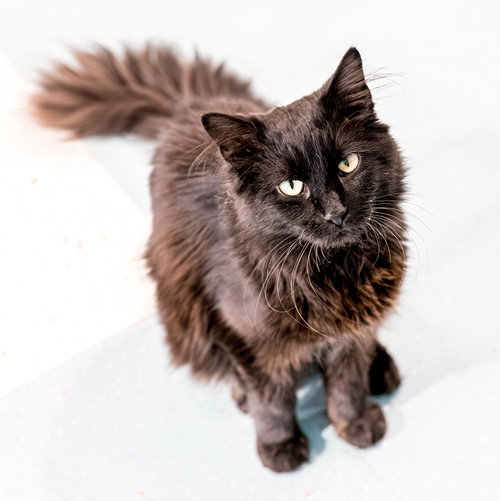 HUTCH (BONDED WITH STARSKY) - KBC - Domestic Long Hair available for adoption