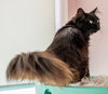 Hutch (bonded with Starsky) - KBC - Photo 3
