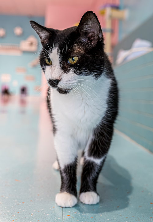 STARSKY (BONDED WITH HUTCH) - KBC - Domestic Short Hair available for adoption