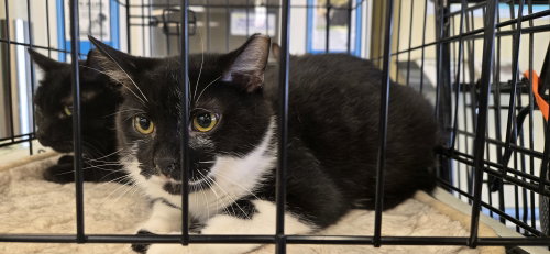 Anemone, Domestic Short Hair / Mixed, cat for adoption in Newark, Ohio