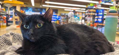 Petunia, a cat for adoption from Colony Cats (& dogs)