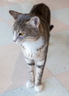 Fella - KBC - Photo 3