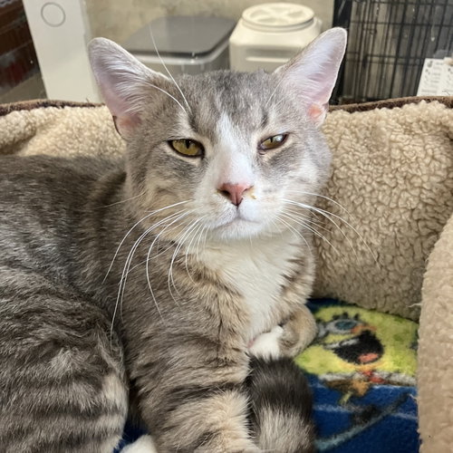 FELLA - Domestic Short Hair / Tabby available for adoption