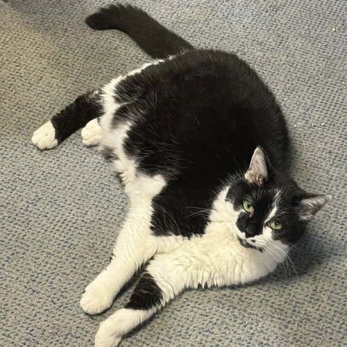 BELLE - Domestic Short Hair available for adoption