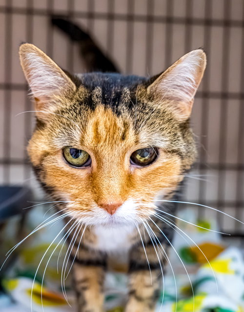 TONKS - KBC - Domestic Short Hair / Calico available for adoption
