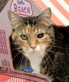 Tonks - KBC - Photo 4
