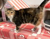 Tonks - KBC - Photo 5