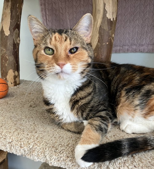 TONKS - KBC - Calico / Domestic Short Hair available for adoption