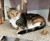 Tonks - KBC - Photo 2