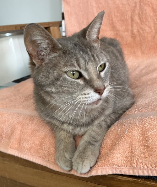 KEITHA - Dilute Tortoiseshell / Domestic Short Hair available for adoption