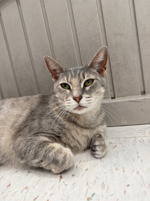 Keitha, an adoptable Dilute Tortoiseshell in Dublin, OH