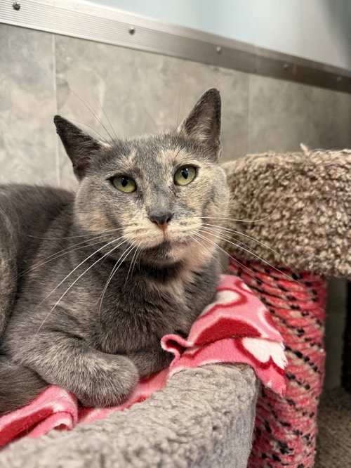 PORTIA - Dilute Tortoiseshell / Domestic Short Hair available for adoption