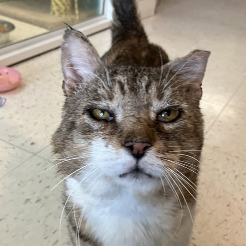 ANDRE - Tabby / Domestic Short Hair available for adoption