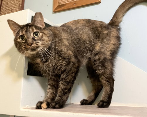 HERA - Domestic Short Hair / Tortoiseshell available for adoption