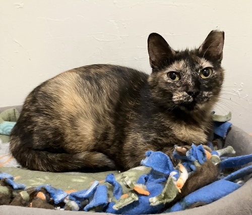 HERA - Domestic Short Hair / Tortoiseshell available for adoption