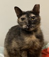 Hera - Photo 1