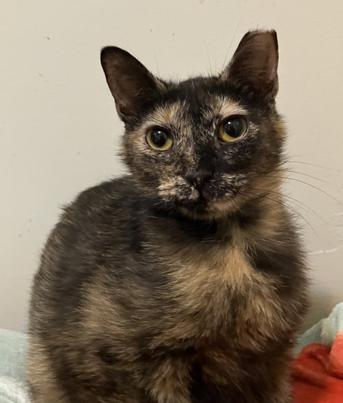 HERA - Domestic Short Hair / Tortoiseshell available for adoption