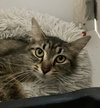 Kizzy (bonded with Sticky) - Photo 1